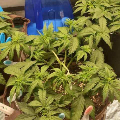 Purple Lemonade growlog timeline photo