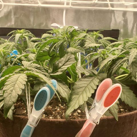 Purple Lemonade growlog timeline photo