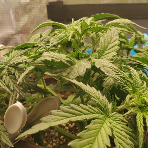 Gorilla Cookies growlog timeline photo