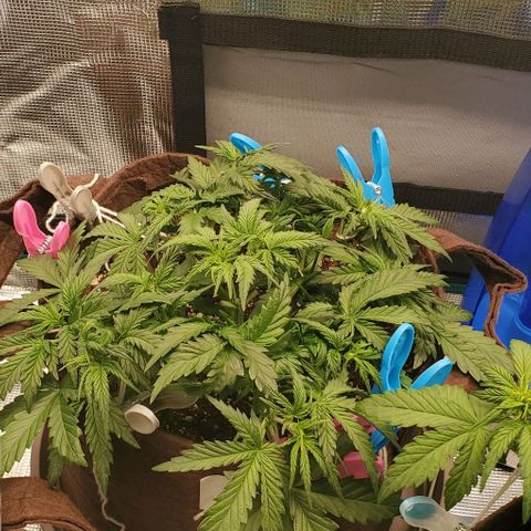 Gorilla Cookies growlog timeline photo