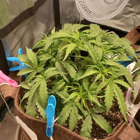 Zkittlez growlog timeline photo