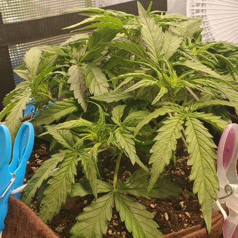 Zkittlez growlog timeline photo