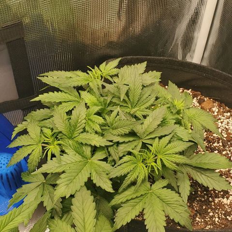 Think Different growlog timeline photo