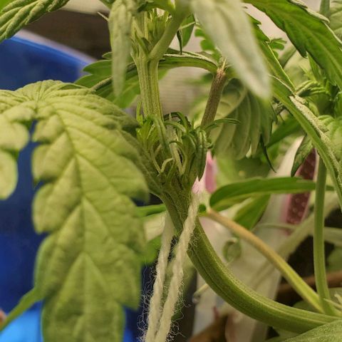 Purple Lemonade growlog timeline photo