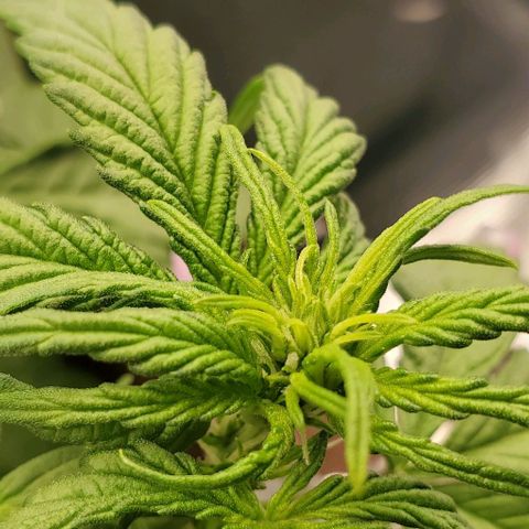 Purple Lemonade growlog timeline photo