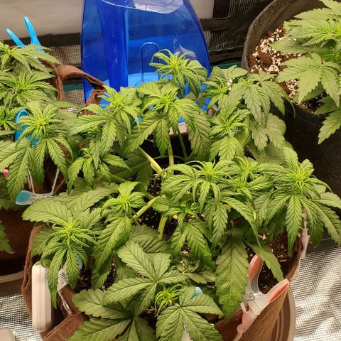 Purple Lemonade growlog timeline photo