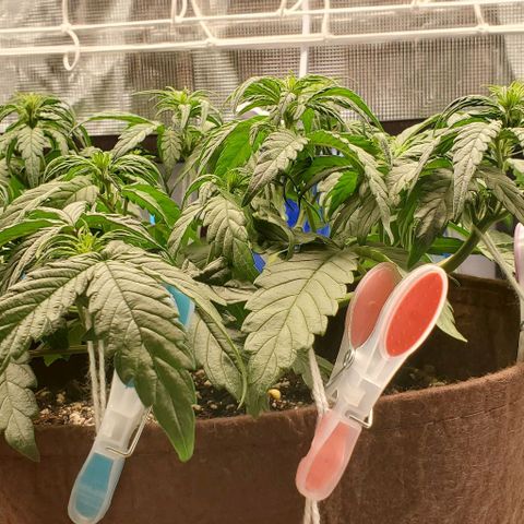 Purple Lemonade growlog timeline photo