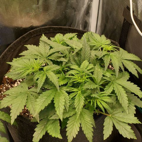 Think Different growlog timeline photo