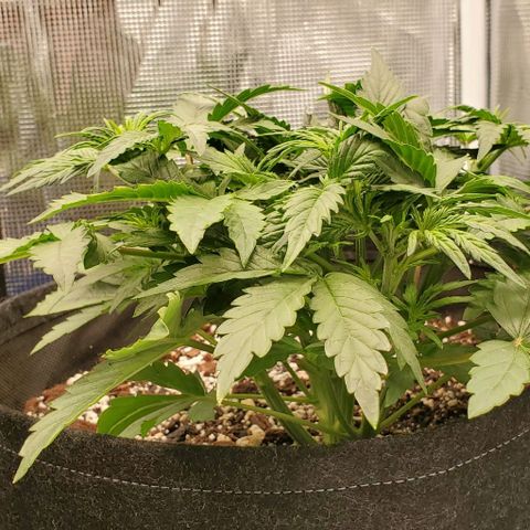 Think Different growlog timeline photo
