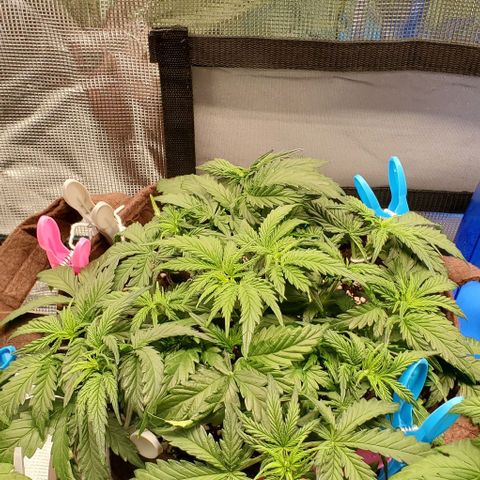 Gorilla Cookies growlog timeline photo