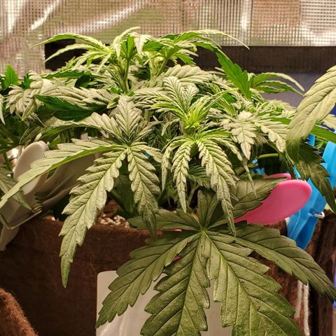 Gorilla Cookies growlog timeline photo