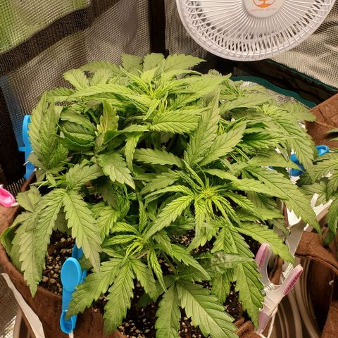 Zkittlez growlog timeline photo