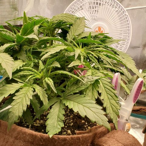 Zkittlez growlog timeline photo