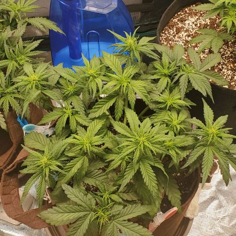 Purple Lemonade growlog timeline photo