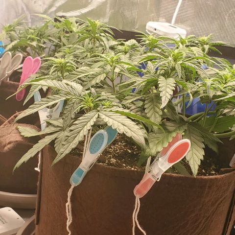 Purple Lemonade growlog timeline photo