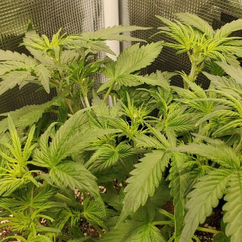 Think Different growlog timeline photo