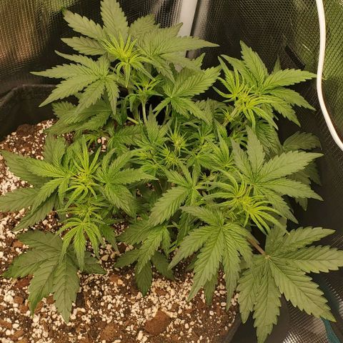 Think Different growlog timeline photo
