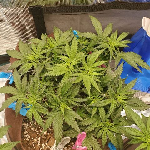 Gorilla Cookies growlog timeline photo