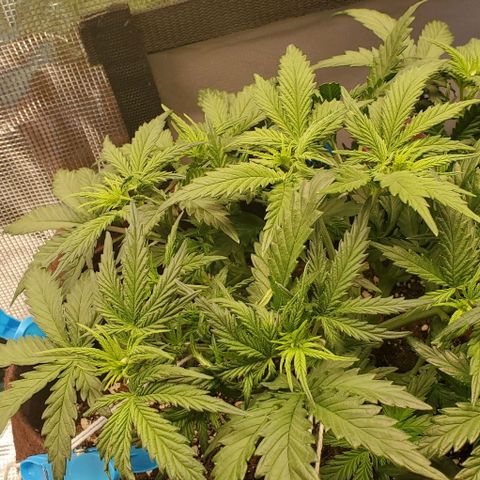 Gorilla Cookies growlog timeline photo