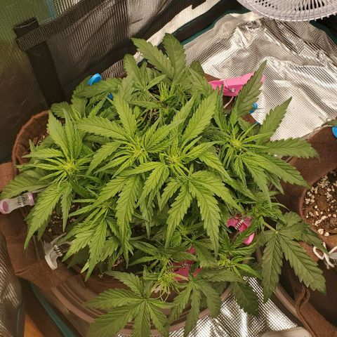 Zkittlez growlog timeline photo