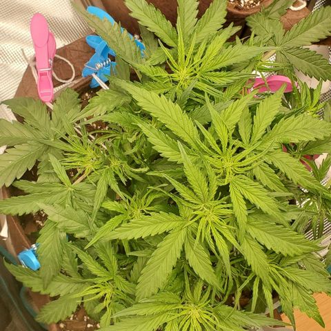 Zkittlez growlog timeline photo