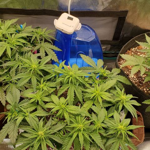 Purple Lemonade growlog timeline photo