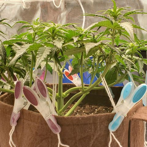 Purple Lemonade growlog timeline photo