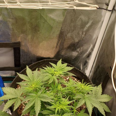 Think Different growlog timeline photo