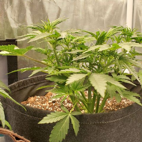 Think Different growlog timeline photo