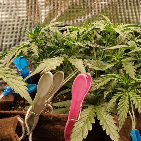 Gorilla Cookies growlog timeline photo