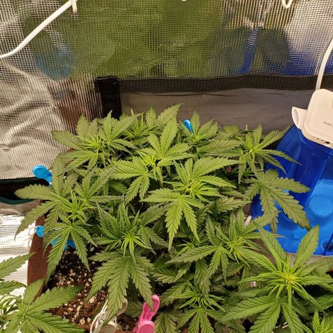 Gorilla Cookies growlog timeline photo