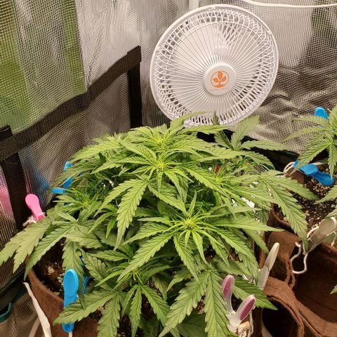 Zkittlez growlog timeline photo