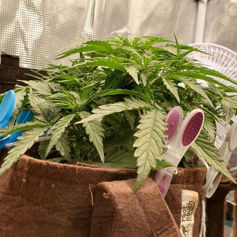 Zkittlez growlog timeline photo