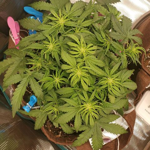 Zkittlez growlog timeline photo