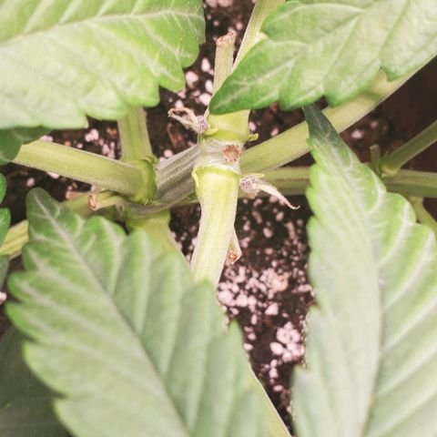Purple Lemonade growlog timeline photo