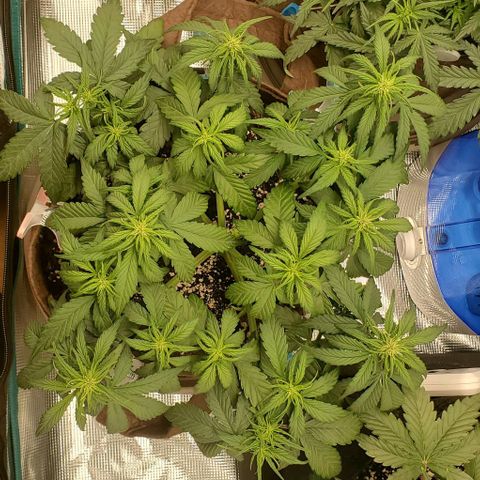 Purple Lemonade growlog timeline photo