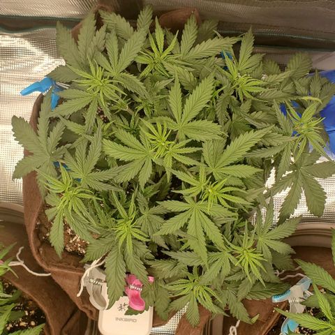 Gorilla Cookies growlog timeline photo