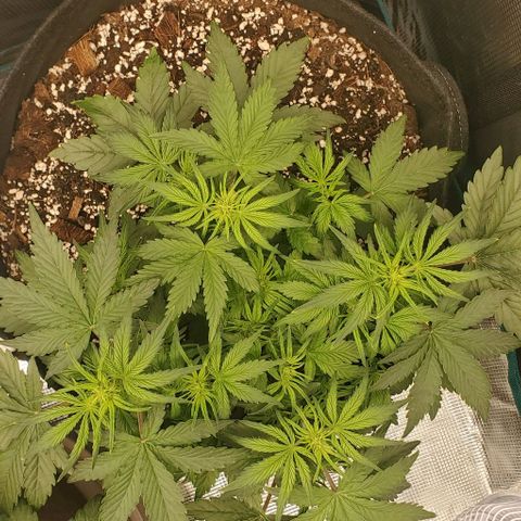 Think Different growlog timeline photo