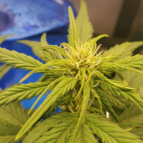 Purple Lemonade growlog timeline photo