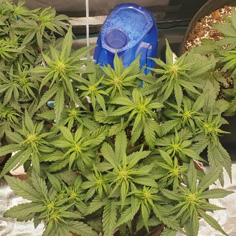 Purple Lemonade growlog timeline photo