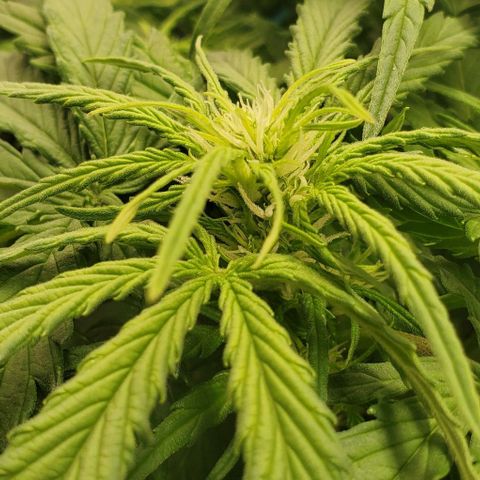 Zkittlez growlog timeline photo