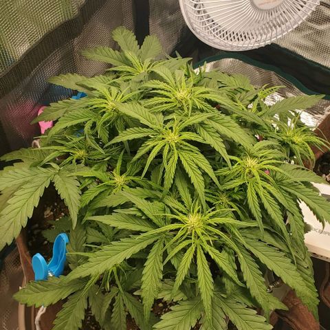 Zkittlez growlog timeline photo