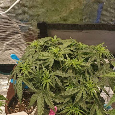 Gorilla Cookies growlog timeline photo