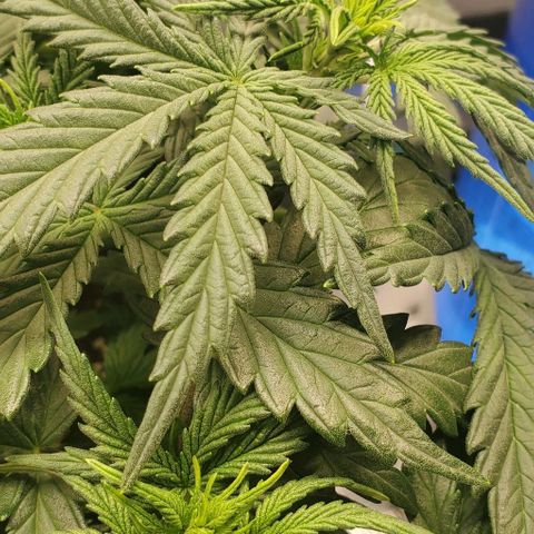 Gorilla Cookies growlog timeline photo