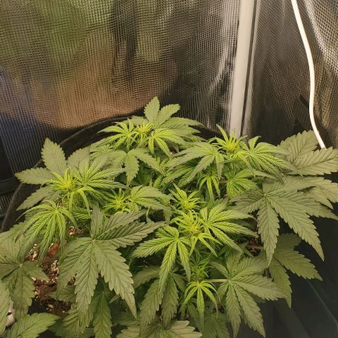 Think Different growlog timeline photo