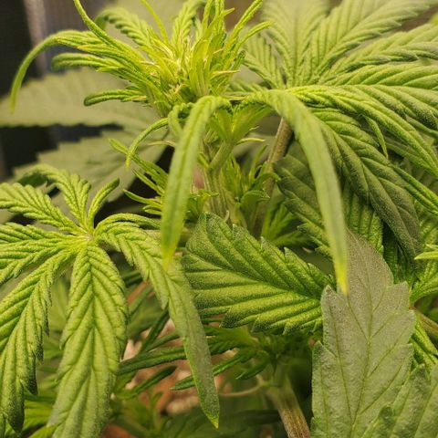 Think Different growlog timeline photo