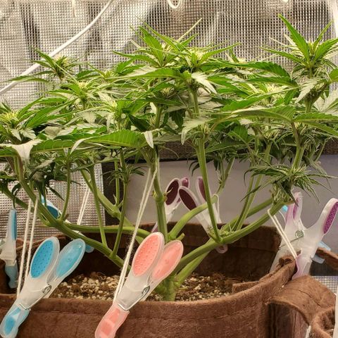 Purple Lemonade growlog timeline photo