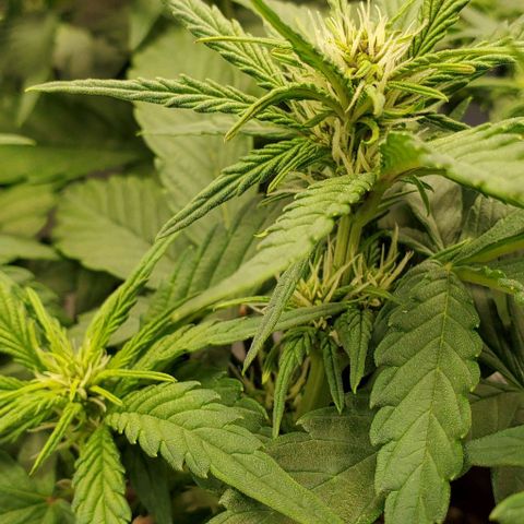 Purple Lemonade growlog timeline photo