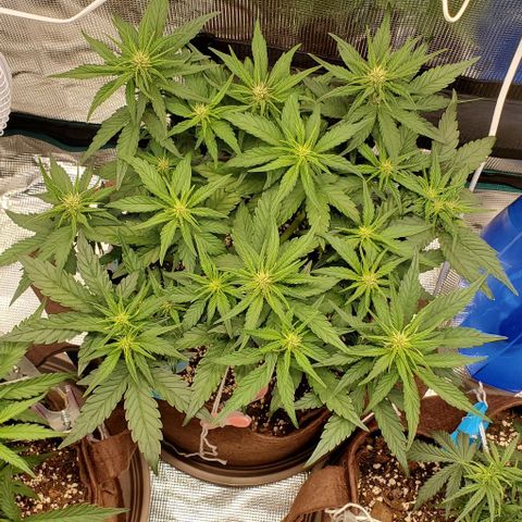 Purple Lemonade growlog timeline photo