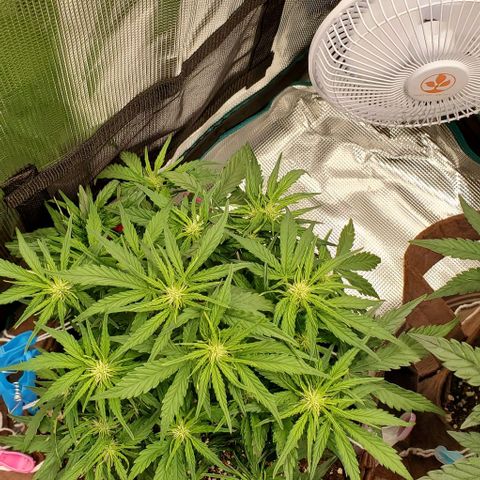 Zkittlez growlog timeline photo